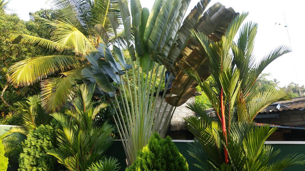 אונה ואטונה Coral Palm Villa And Apartment מראה חיצוני תמונה